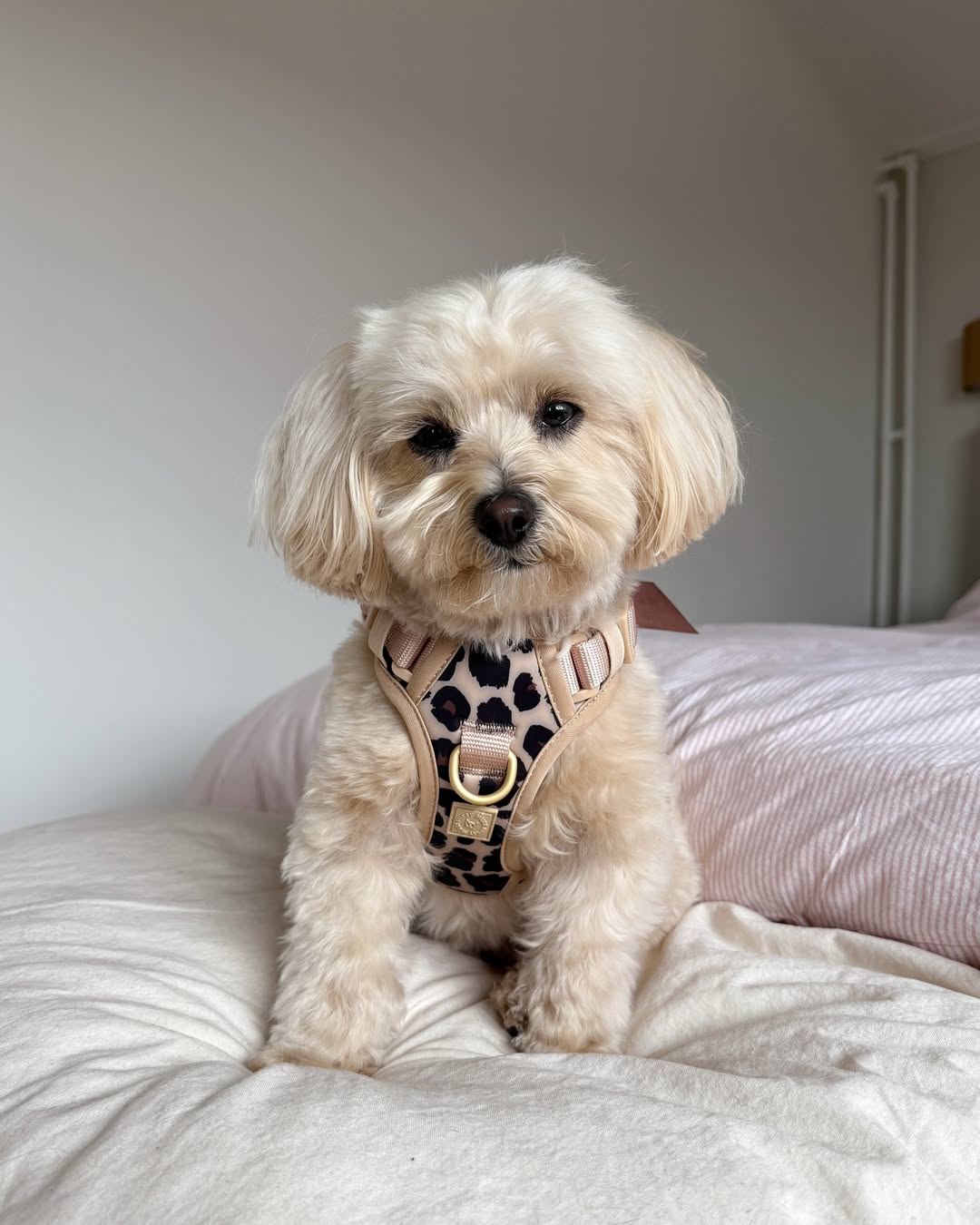 Wander! Bow Harness 2.0 - Leopard